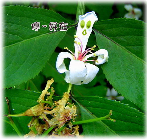 無限台南/油桐花