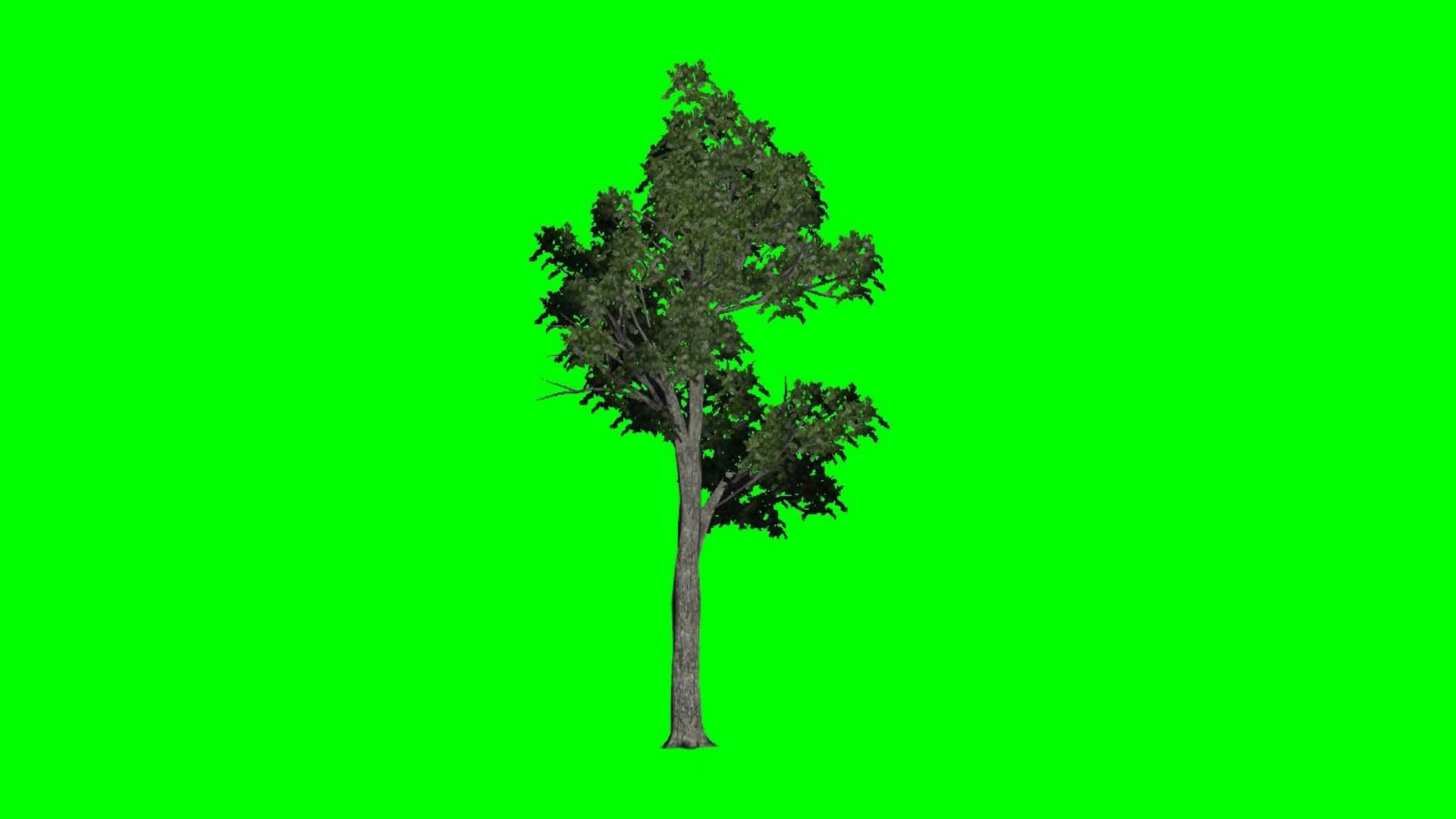 1080p Images: Green Screen Background Hd Images