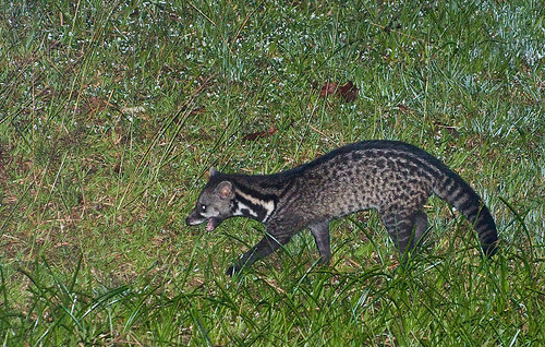 malayan civet Viverra tangalunga that visited at night IMG_7450 copy