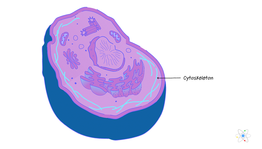 Diagram Cytoskeleton Diagramaica
