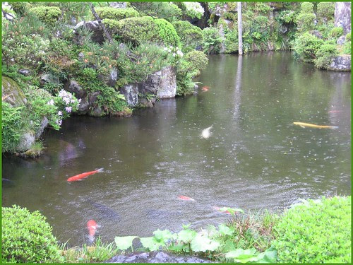 Chizu 11 goldfish in the rainy pond