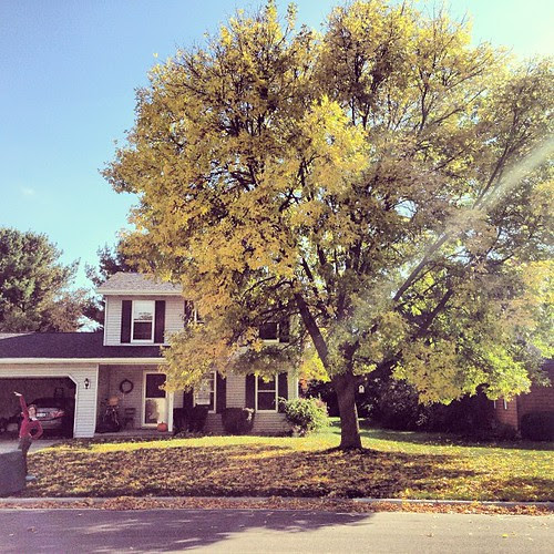 Another tree in my life. This has doubled in size since we have lived here (@ten years) It's glowing today. See Katie?