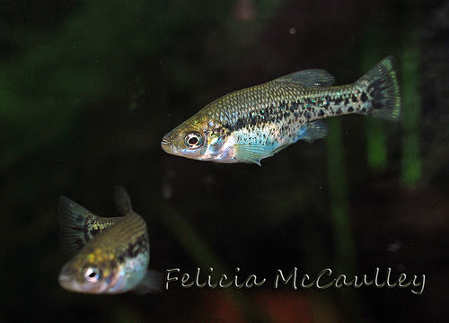 Ameca splendens Goodeid pair