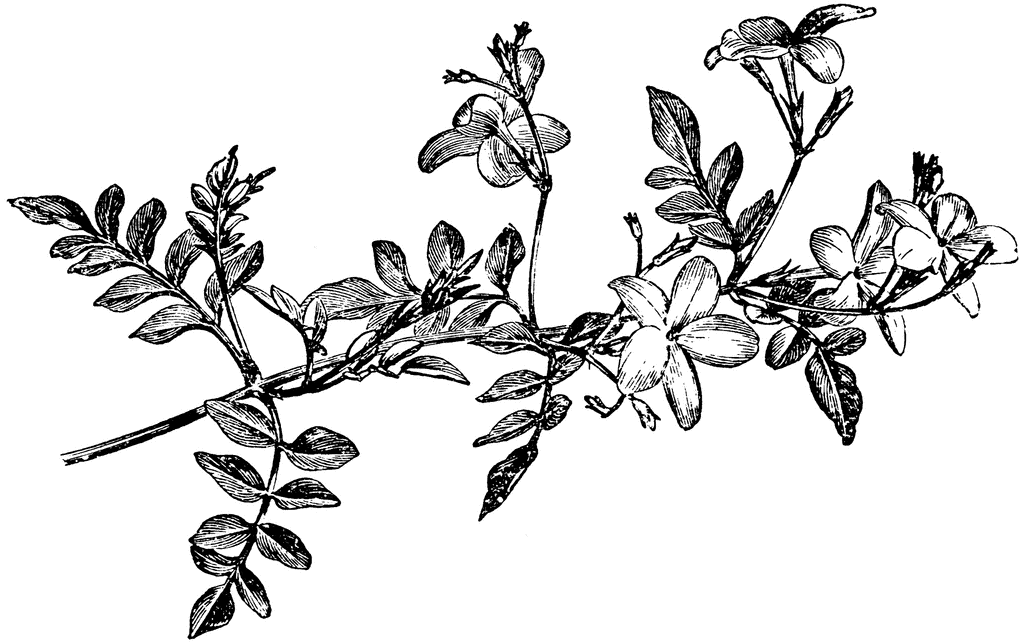 82 EASY FLOWER VINE COLORING PAGES PRINTABLE PDF - * Coloring