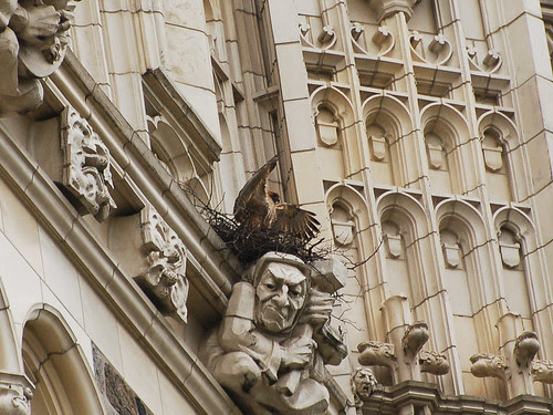 CCNY Red-Tail