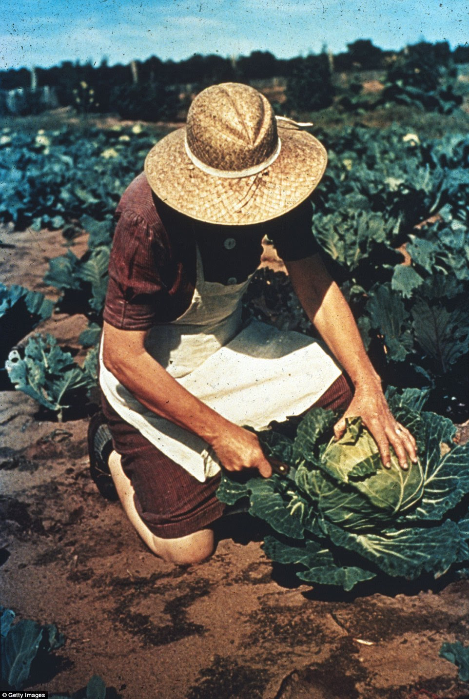 A woman hacks at a plant of cabbage in October 1940 in Pie Town, New Mexico in a community formed of migrant farmers that hailed from Texas and Oklahoma