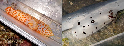 Nudibranchs, Gymnodoris rubropapulosa and Jorunna funebris