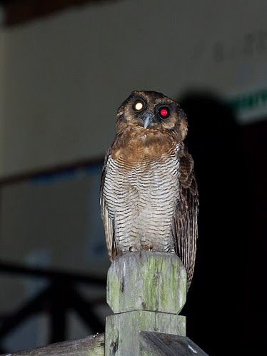 brown wood owl Strix leptogrammica IMG_7003 copy