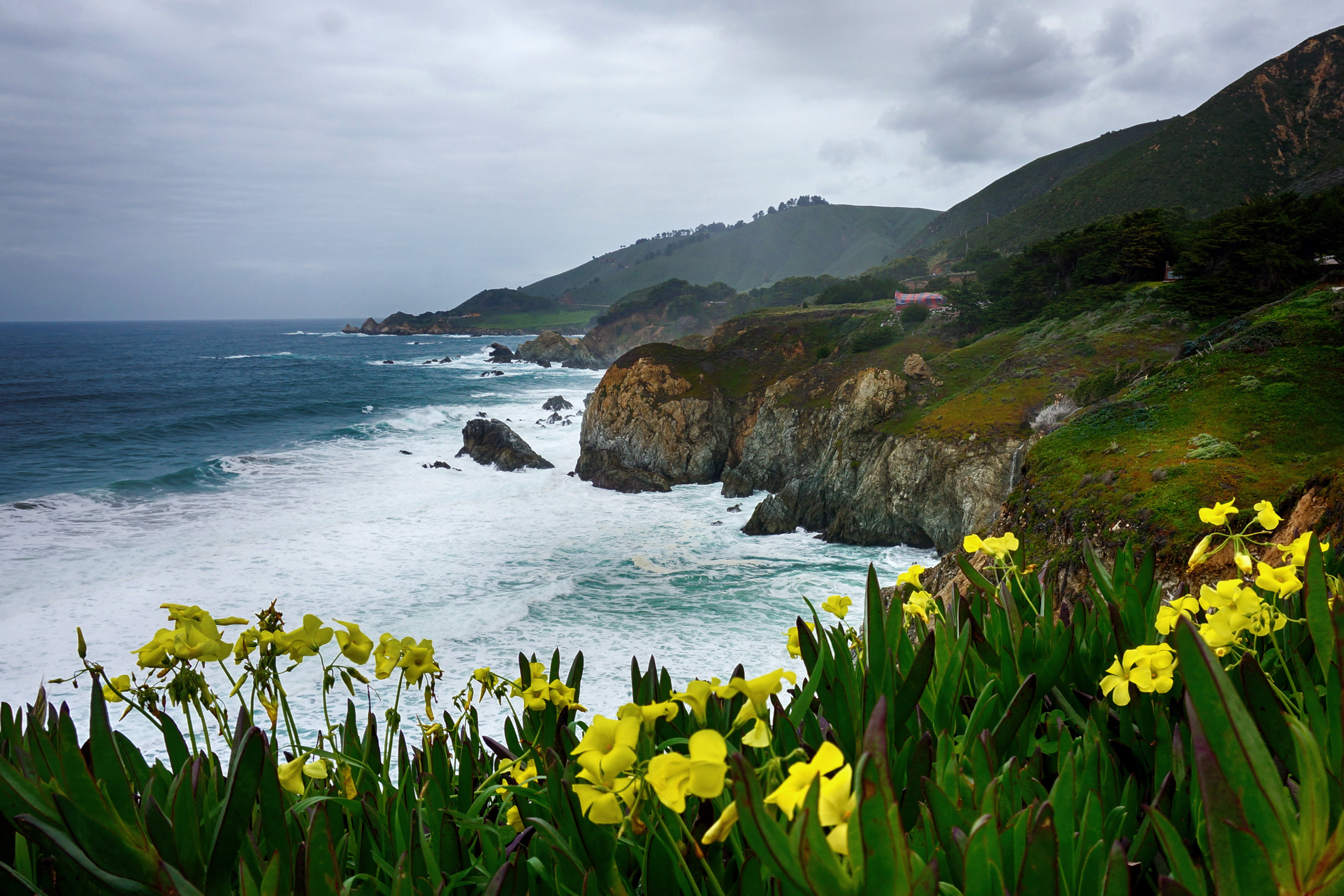 Expose Nature Wildflowers in bloom, Big Sur, California [OC] [3794 x 2529]