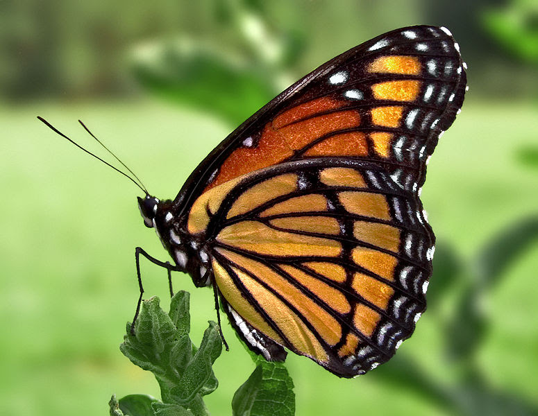 படிமம்:Viceroy Butterfly.jpg