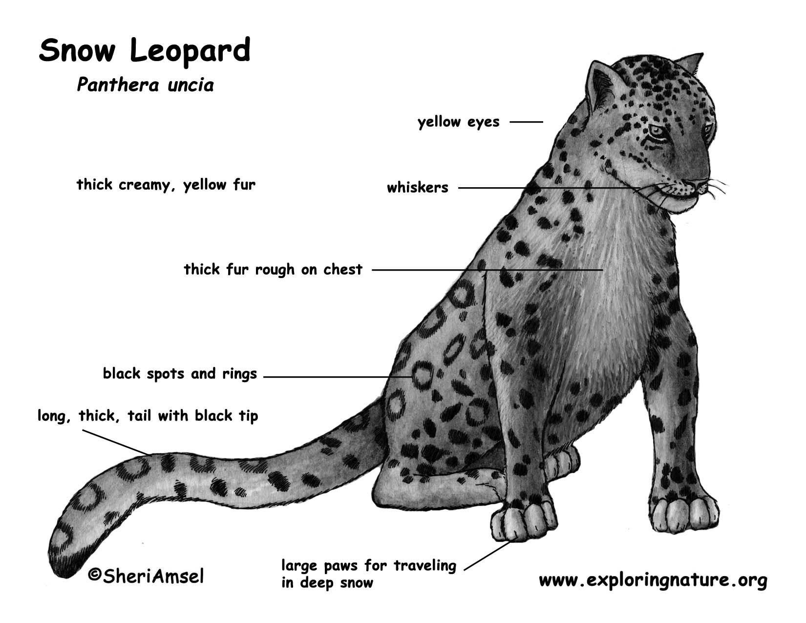 Леопард строение тела