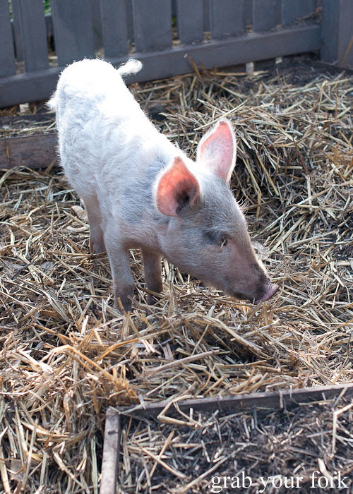 kevin bacon resident piglet at the grounds of alexandria markets
