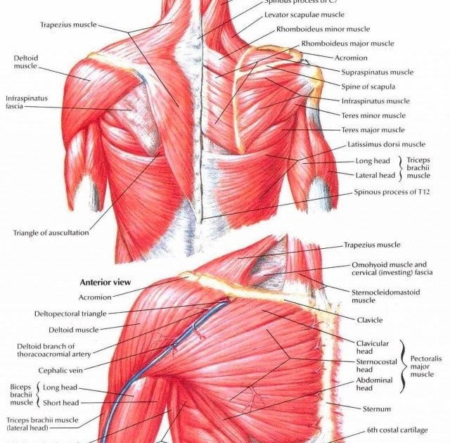 Chest Muscles Anatomy - Anatomy Study Chest Muscles By Dipnusurf On