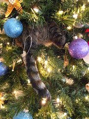This is why we have shatter-proof ornaments