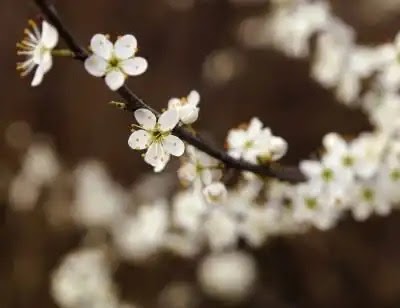 There are three main ways to change your depth-of-field, click to learn more: