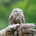 Country sports #2 - little owl