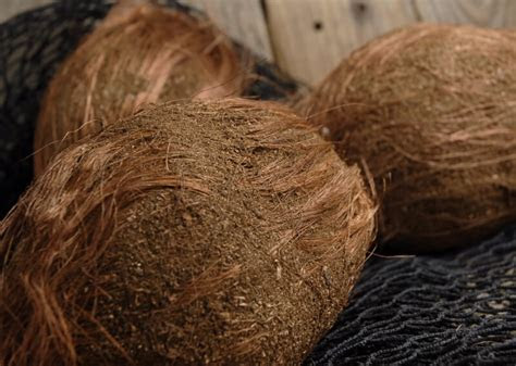 Coconut with Husk 7in Artificial Coconut with Husk 7in Artificial