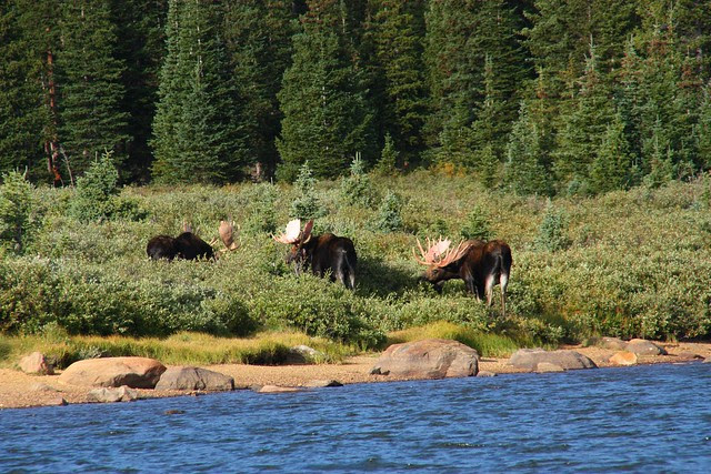 Bull Moose trio