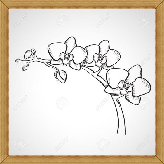 Sketsa Gambar Bunga Anggrek Hitam Putih Mawar Ku