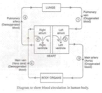 Heart Diagram Class 10 ~ DIAGRAM