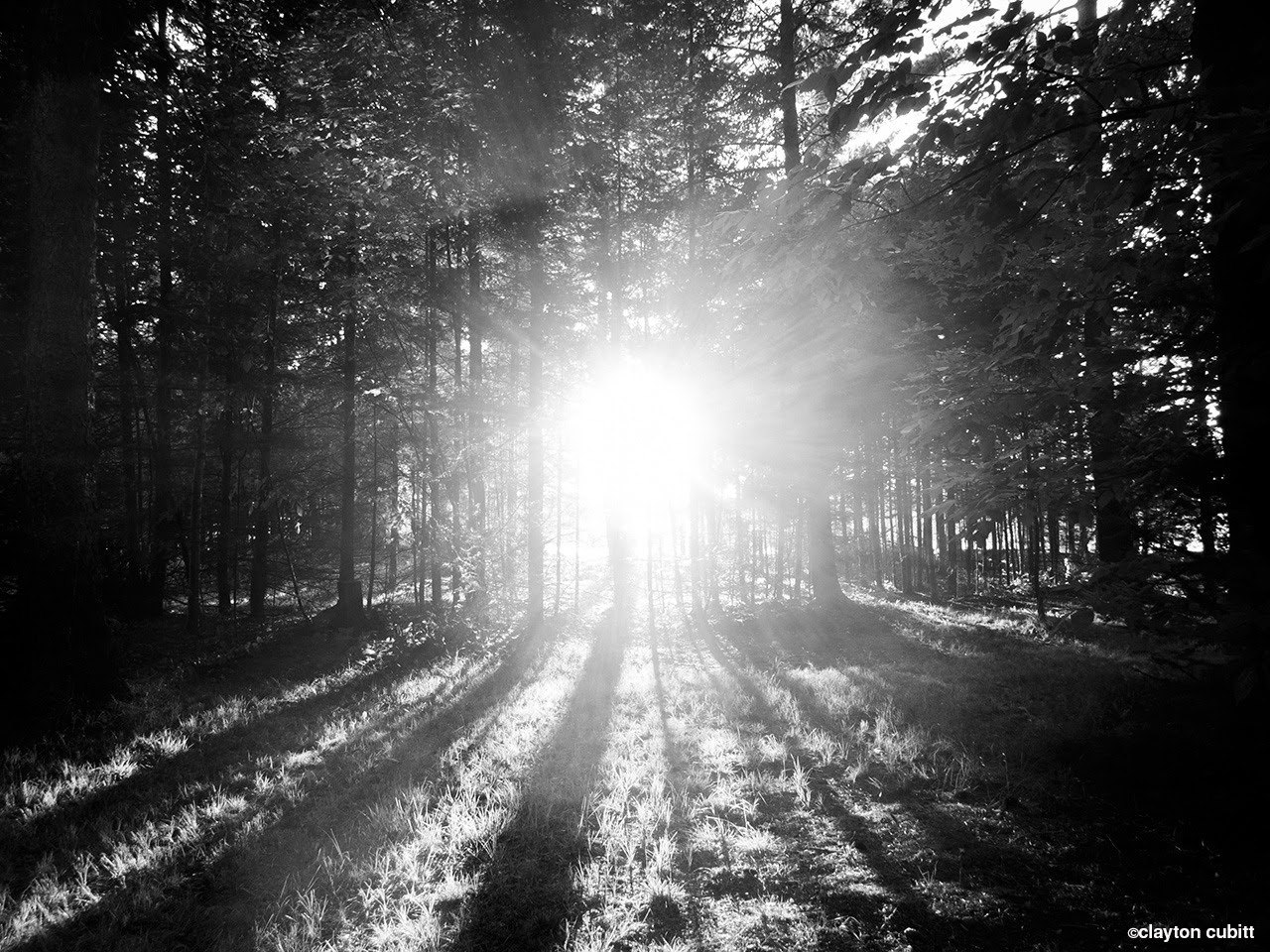 http://claytoncubitt.tumblr.com/post/30422046324 Sunset through the pines, Minnesota (3168)