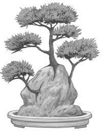 Ishisuki Bonsai
