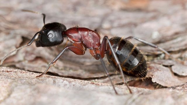 Carpenter Ant | Snakes, Spiders, and Insects in the Triad, NC