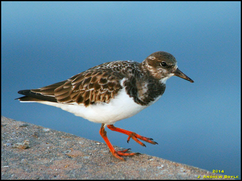 Ruddy Turnstone Ruddy Turnstone
