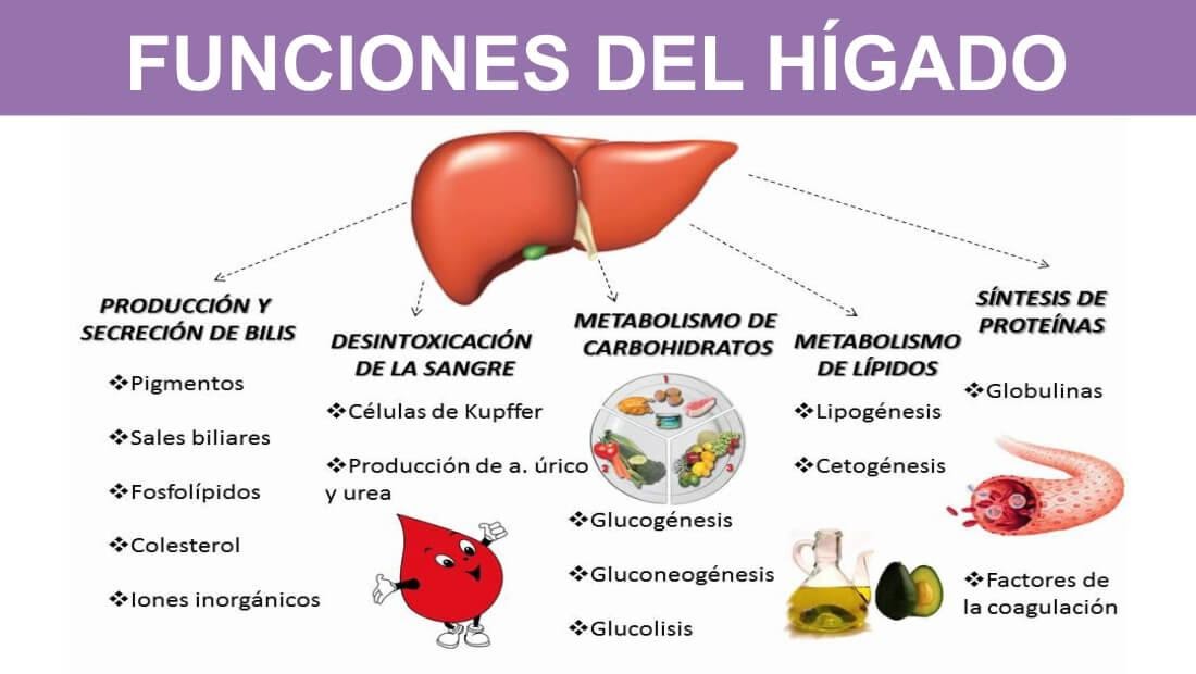 Periodistech: Funciones del Hígado