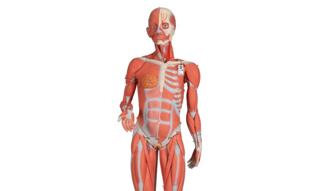 Anatomy Of Internal Organs Female - Human Body Anatomy Scientific