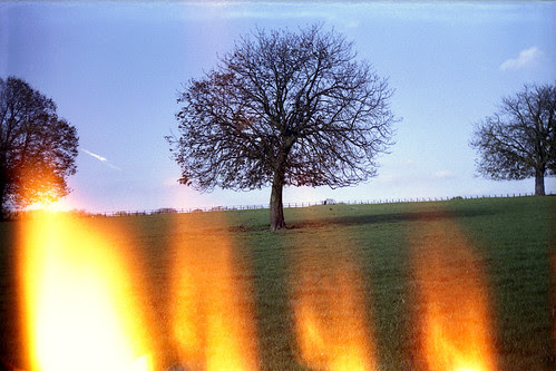 Horse Chestnut with light leaks by pho-Tony