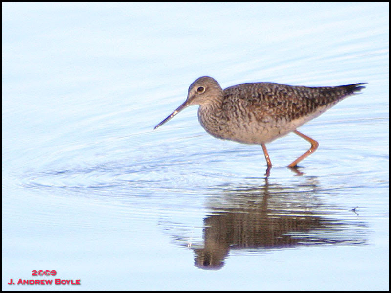Lesser Yellowlegs