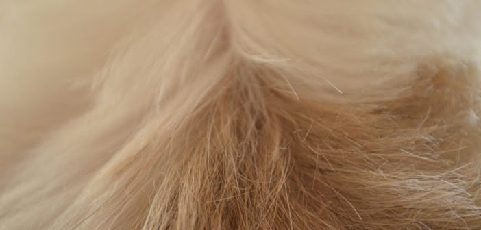 trockene_haut_bei_hunden — Ein Hundeblog