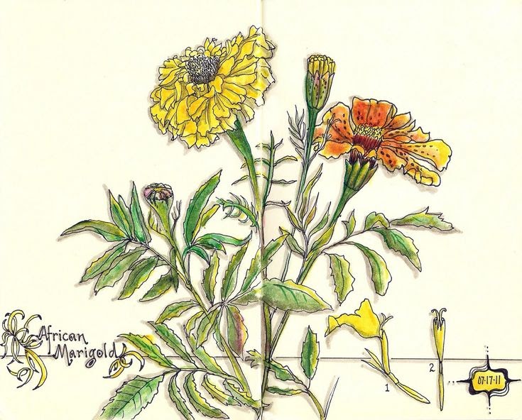 Marigold Flower Drawing Simple - Have the students draw a similar