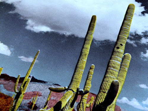 Giant Cactus in Arizona, Southern Pacific RR Lines, 1943