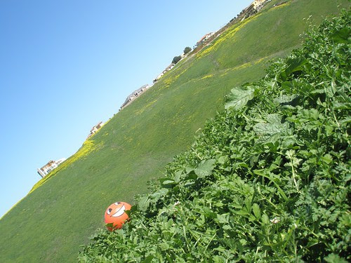 miss orange in the weeds