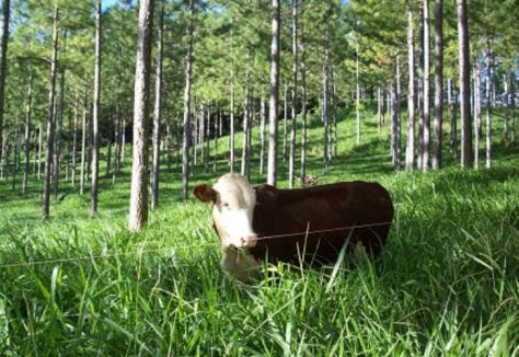 La combinación de la forestación con la ganadería abarca 34 millones de hectáreas en el país, con destacadas ventajas económicas y ambientales. FOTO: INTA.