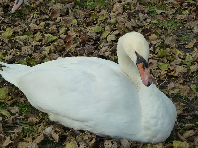 cisne
