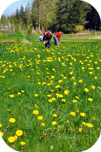 dandelion cookies