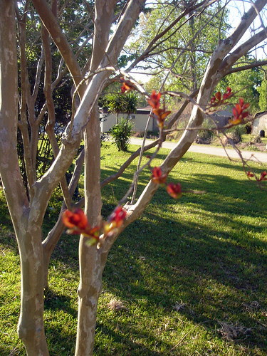 Blooming Tree