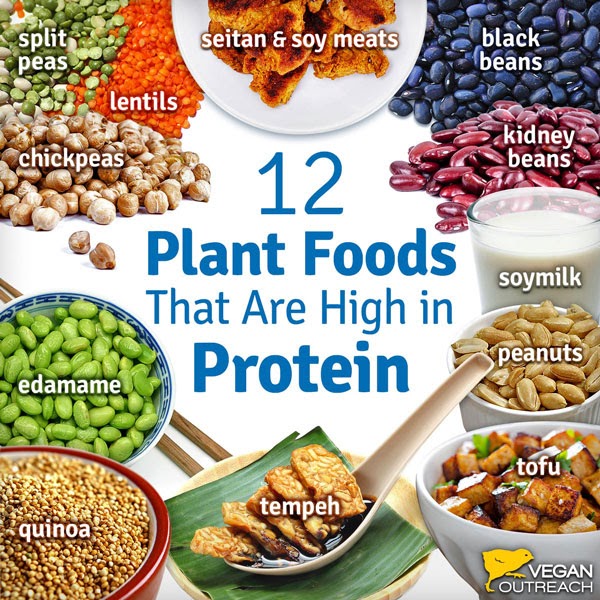 Protein Vegetarian Food List - Andi Healthy