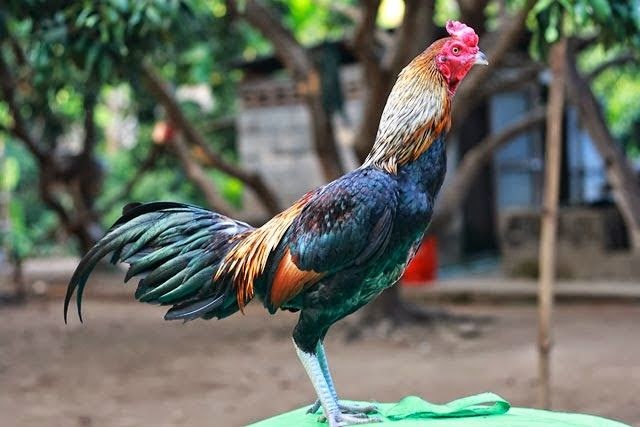 Ayam Pakhoy Juara Ayam Mania