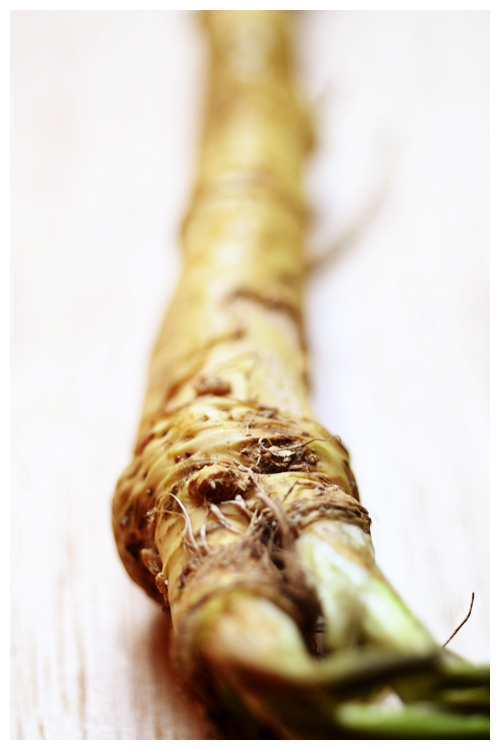 horseradish© by Haalo