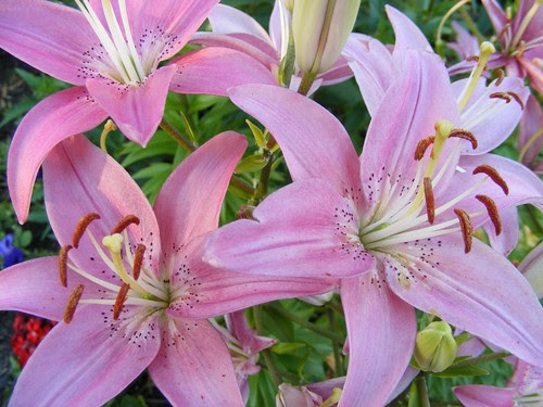 Lilies