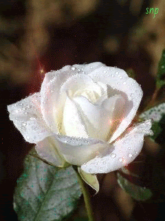 Белая роза!