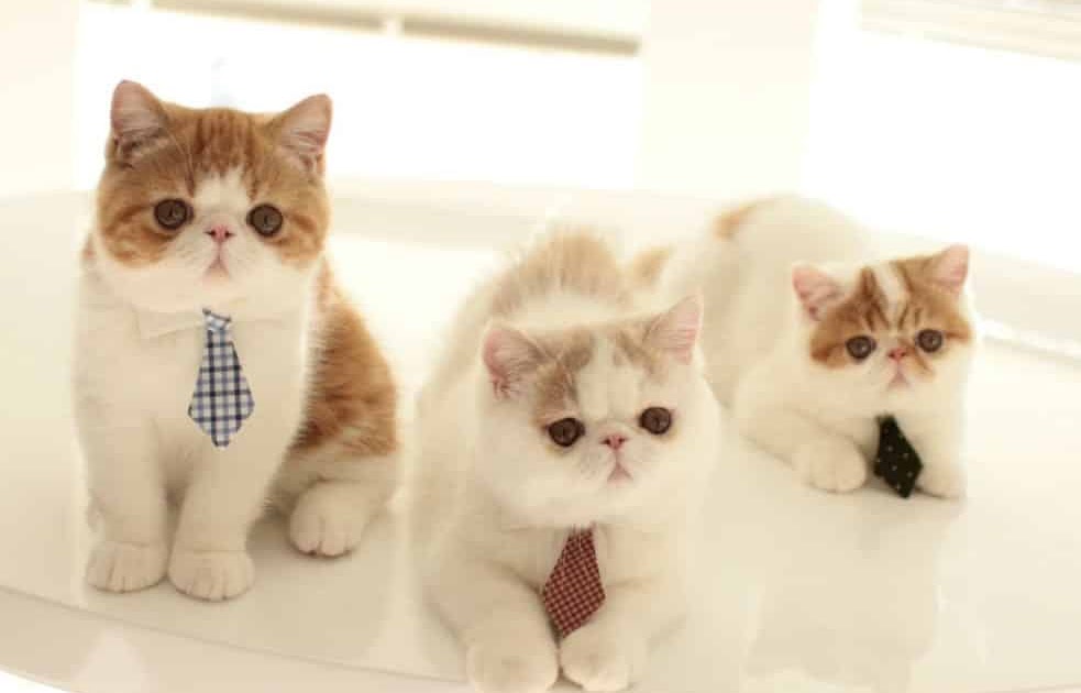 Nama Jenis Kucing Abu Abu - 81021+ Nama Untuk Kucing Comel, Lucu dan Unik
