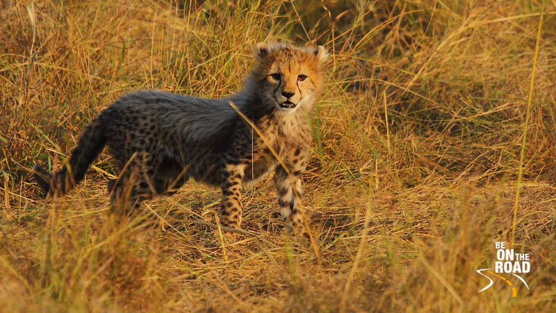 Inquisitive Cheetah Cub