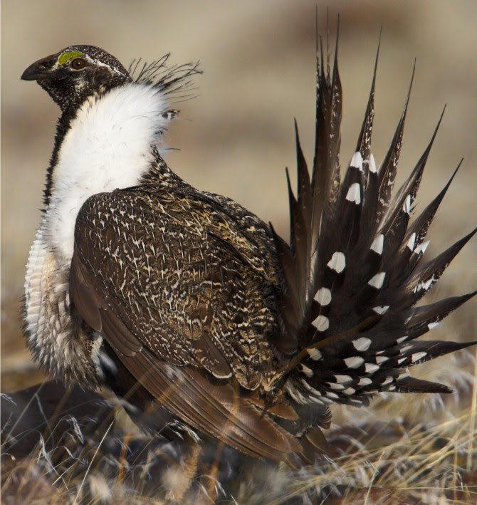 Sage grouse or grouse wormwood, (Centrocercus urophasianus)