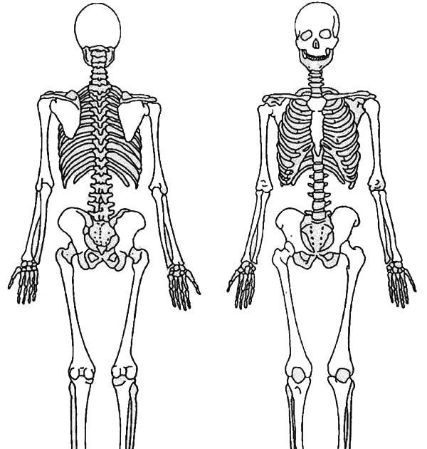 Images Of A Human Body Front And Back - human body diagram | Photo of