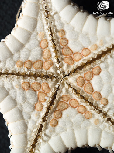 Underside of Starfish